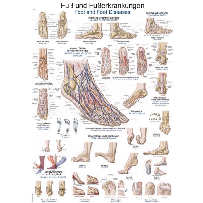 Erler-Zimmer Anatomische Lehrtafel "Fuß und Fußerkrankungen"