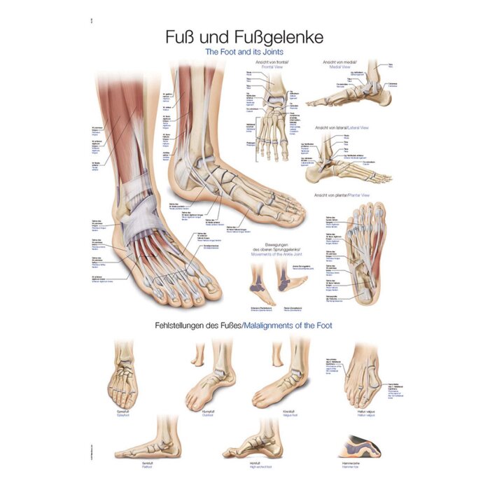 Erler-Zimmer Anatomische Lehrtafel "Fuß und Fußgelenke"