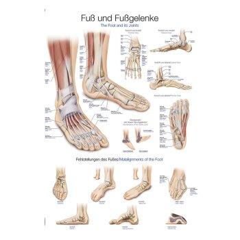 Erler-Zimmer Anatomische Lehrtafel "Fuß und...