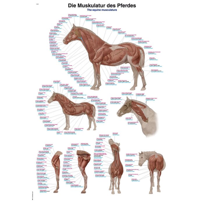 Erler-Zimmer Anatomische Lehrtafel "Die Muskulatur des Pferdes"