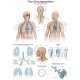 Erler-Zimmer Anatomische Lehrtafel "Das Atmungssystem"