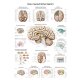 Erler-Zimmer Anatomische Lehrtafel "Das menschliche Gehirn"