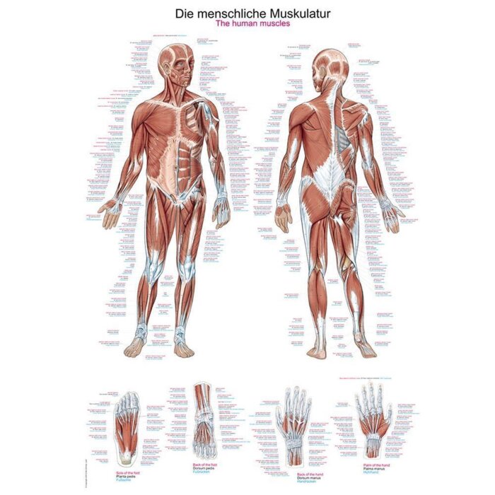 Erler-Zimmer Anatomische Lehrtafel "Die menschliche Muskulatur"