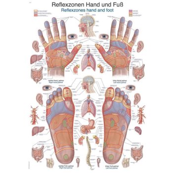 Erler-Zimmer Anatomische Lehrtafel "Reflexzonen Hand...