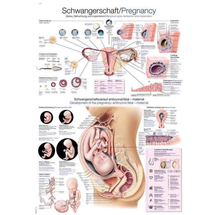 Erler-Zimmer Anatomische Lehrtafel "Schwangerschaft"