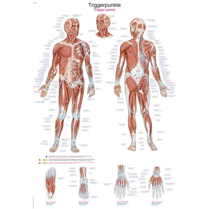 Erler-Zimmer Anatomische Lehrtafel "Triggerpunkte"
