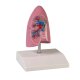 Erler-Zimmer Anatomische Modell Lungenhälfte rechts ½ natürliche Größe