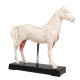 Erler-Zimmer Akupunktur Figur Modell Pferd