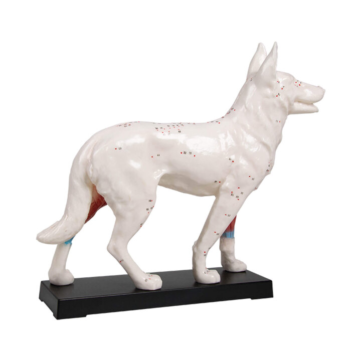 Erler-Zimmer Akupunktur Figur Modell Hund