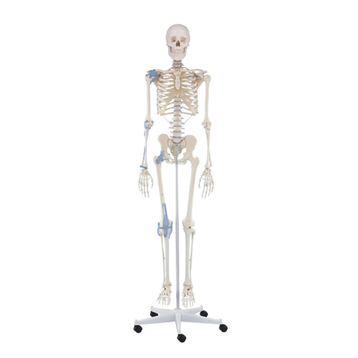 Erler-Zimmer Skelett Modell „Otto“ mit Bandapparat