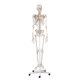 Erler-Zimmer Skelett Modell „Arnold“ mit Muskelmarkierungen