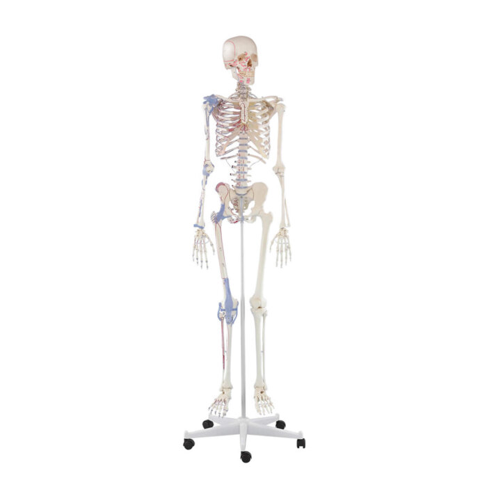 Erler-Zimmer Skelett Modell &bdquo;Bert&ldquo; mit Muskelmarkierungen und Bandapparat