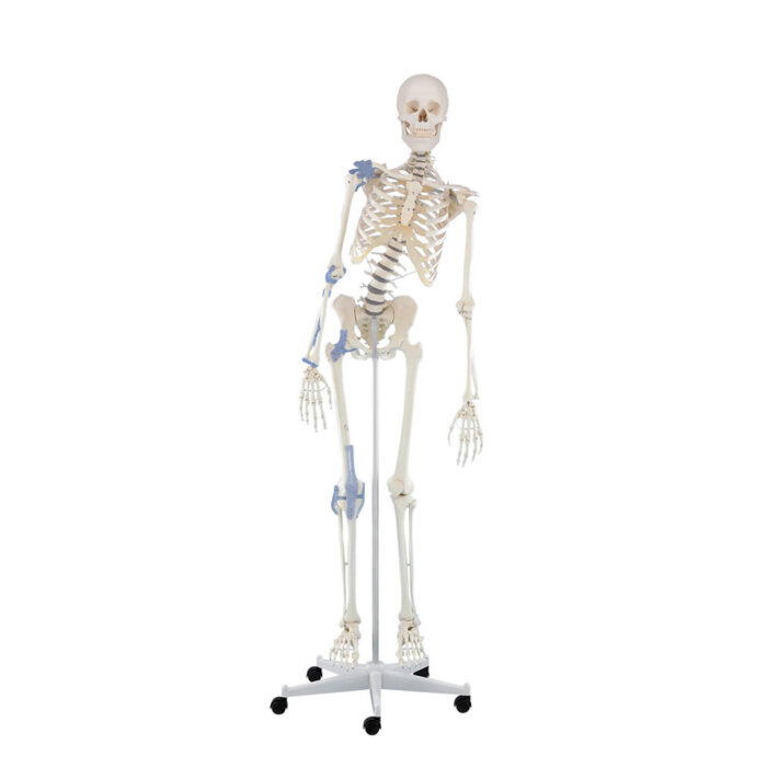 Erler-Zimmer Skelett Modell &bdquo;Toni&ldquo; beweglich mit Bandapparat