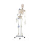 Erler-Zimmer Skelett Modell „Toni“ beweglich mit Bandapparat