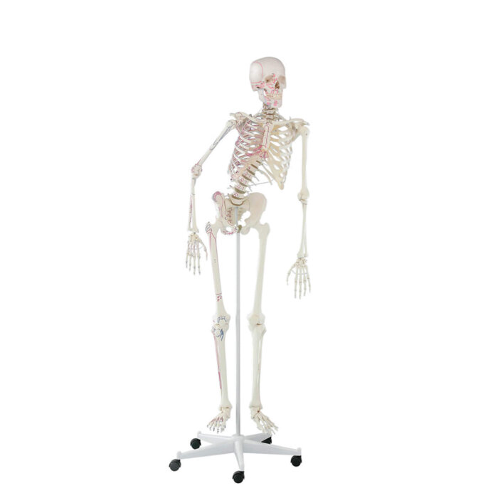 Erler-Zimmer Skelett Modell „Peter“ beweglich mit Muskelmarkierungen