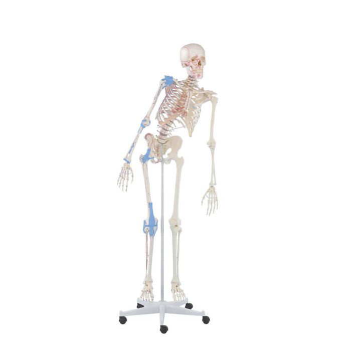 Erler-Zimmer Skelett Modell „Max“ beweglich mit Muskelmarkierungen und Bandapparat
