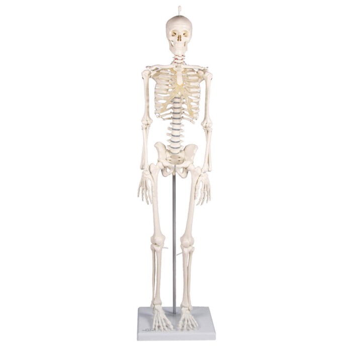 Erler-Zimmer Miniatur Skelett Modell „Patrick“