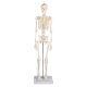 Erler-Zimmer Miniatur Skelett Modell „Patrick“