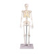 Erler-Zimmer Miniatur Skelett Modell „Tom“