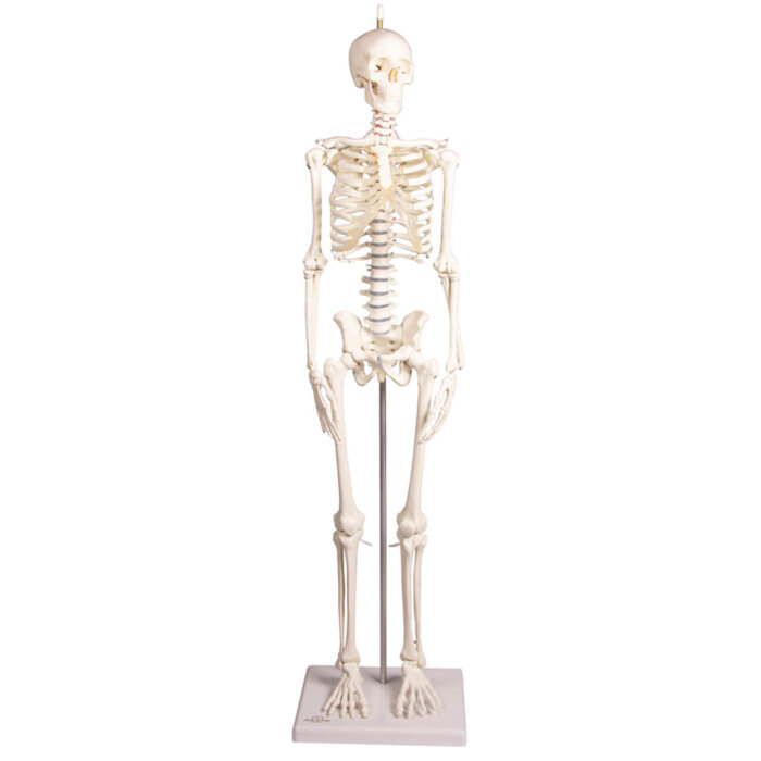 Erler-Zimmer Miniatur Skelett Modell „Paul“ mit beweglicher Wirbelsäule
