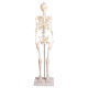 Erler-Zimmer Miniatur Skelett Modell „Paul“ mit beweglicher Wirbelsäule