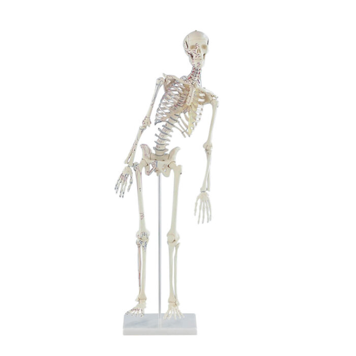 Erler-Zimmer Miniatur Skelett Modell „Fred“ beweglich mit Muskelmarkierungen