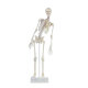 Erler-Zimmer Miniatur Skelett Modell „Fred“ beweglich mit Muskelmarkierungen