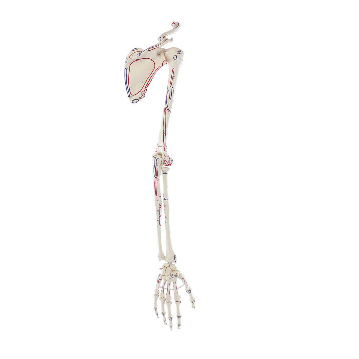 Erler-Zimmer Armskelett Modell mit Schultergürtel mit Muskelmarkierung