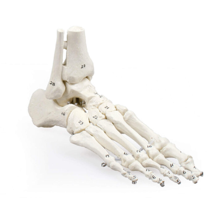 Erler-Zimmer Fu&szlig;skelett Modell mit Schien und Wadenbeinansatz nummeriert