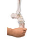 Erler-Zimmer Beinskelett Modell mit Beckenhälfte und flexiblem Fuß mit Muskelmarkierungen
