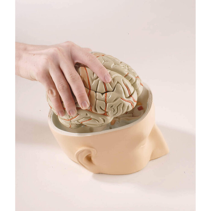 Erler-Zimmer Kopfbasis Modell mit 7 teiligem Gehirn