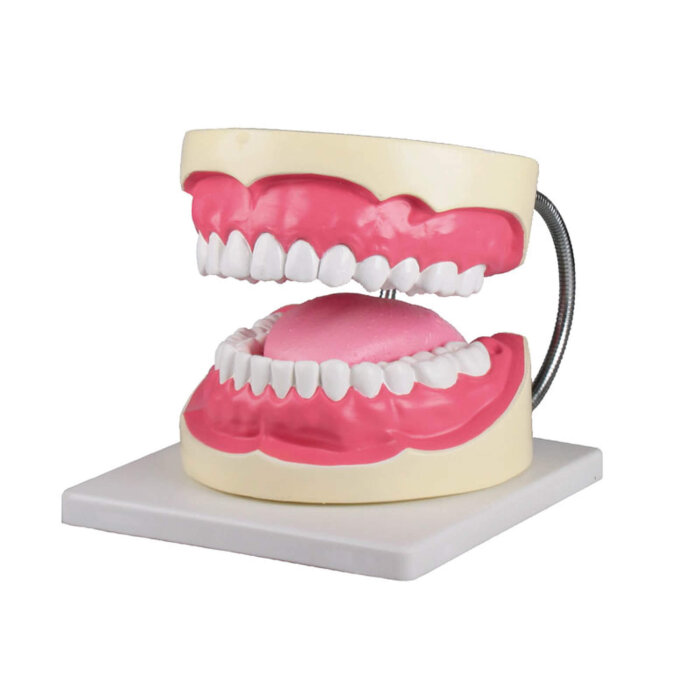 Erler-Zimmer Zahnpflegemodell 3 fache Gr&ouml;&szlig;e