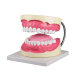 Erler-Zimmer Zahnpflegemodell 3 fache Gr&ouml;&szlig;e