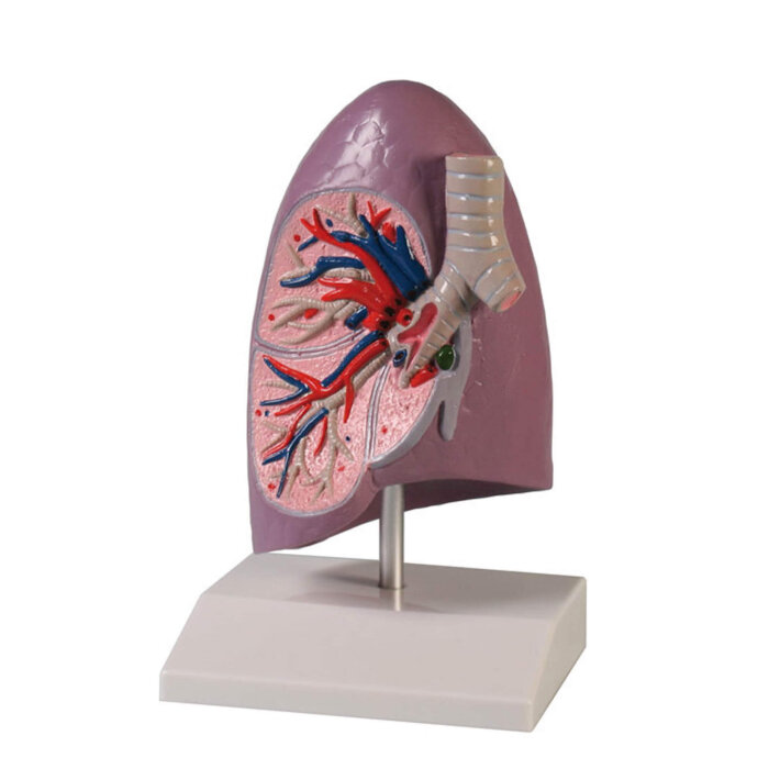 Erler-Zimmer Lungenhälfte Modell natürliche Größe