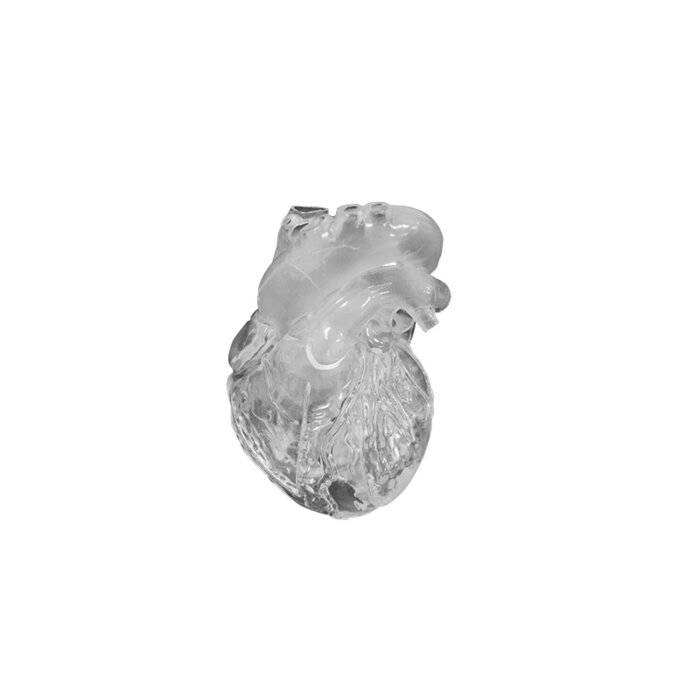 Erler-Zimmer Herz Modell flexibel didaktische Ausführung transparent