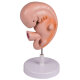 Erler-Zimmer Menschlicher Embryo Modell 4 Wochen