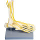 Erler-Zimmer Neuro Fuß lebensgroßes Modell