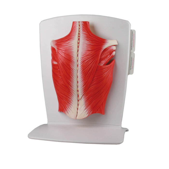 Erler-Zimmer Rückenmuskulatur Modell 4 teilig