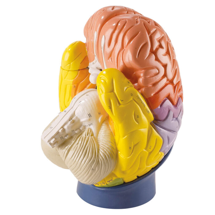 Erler-Zimmer Modell der Gehirnregionen 4 teilig 2 fache Gr&ouml;&szlig;e