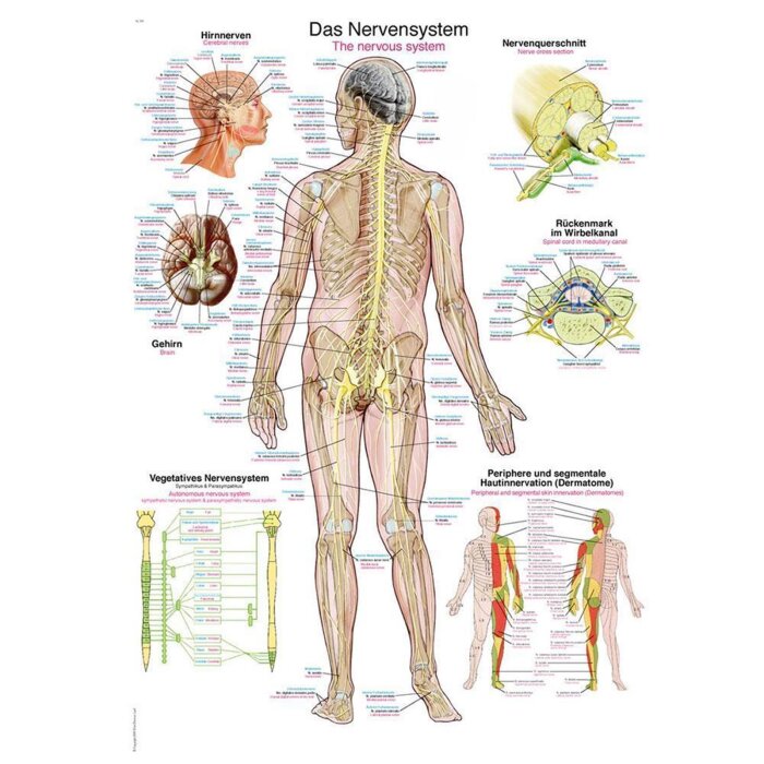 Erler-Zimmer Anatomische Lehrtafel "Das Nervensystem"