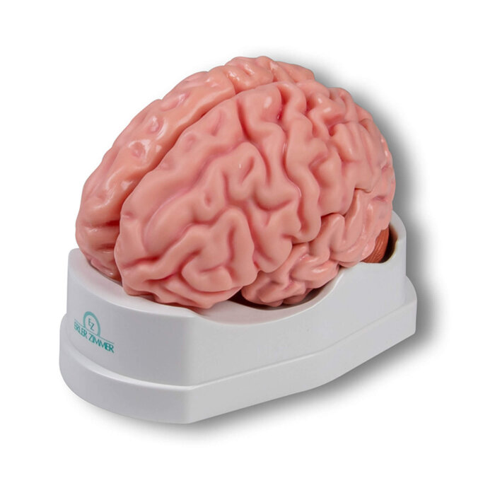 Erler-Zimmer Anatomisches Gehirnmodell lebensgroß 5-teilig - EZ Augmented Anatomy