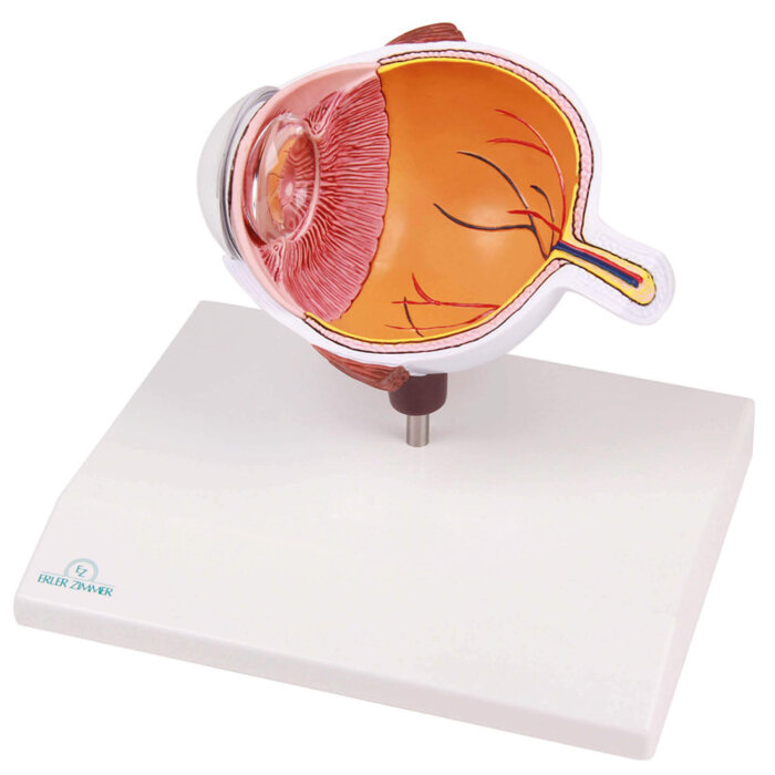 Erler-Zimmer Augenhälfte vergrößert - EZ Augmented Anatomy