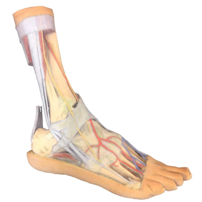 Erler-Zimmer Fuß – Oberflächliche und tiefe Strukturen des distalen Unterschenkels und des Fußes