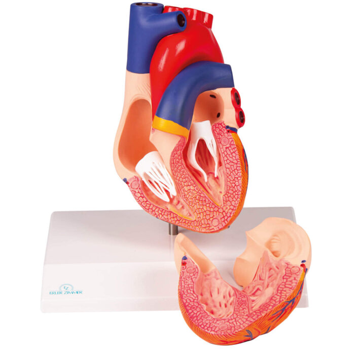 Erler-Zimmer Herzmodell, natürliche Größe, 2 Teile - EZ Augmented Anatomy