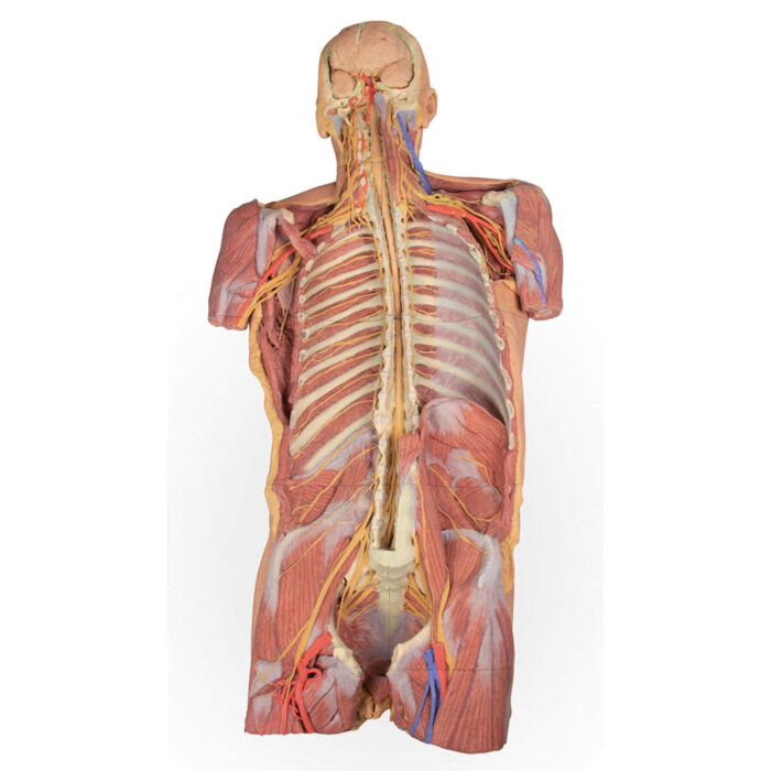 Erler-Zimmer Posteriore Körperwand / ventrale tiefe Präparation