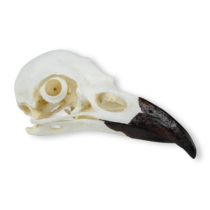 Erler-Zimmer Schädel Kolkrabe (Corvus corax)
