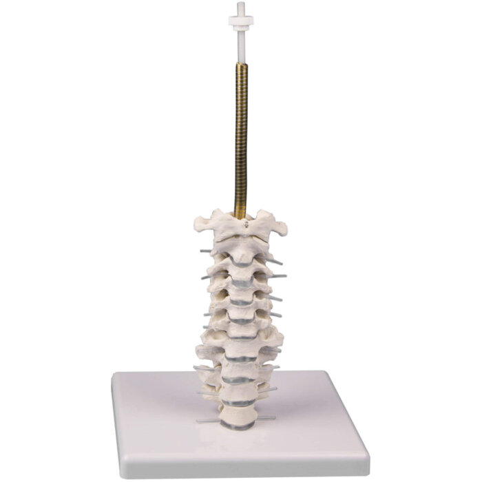 Erler-Zimmer Schädelmodell, 3-teilig mit Schädelstativ Halswirbelsäule
