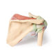 Erler-Zimmer Schulter – tiefe Präparation eines rechten Schultergürtels, bei Erhaltung des vollst. Schulterblatts